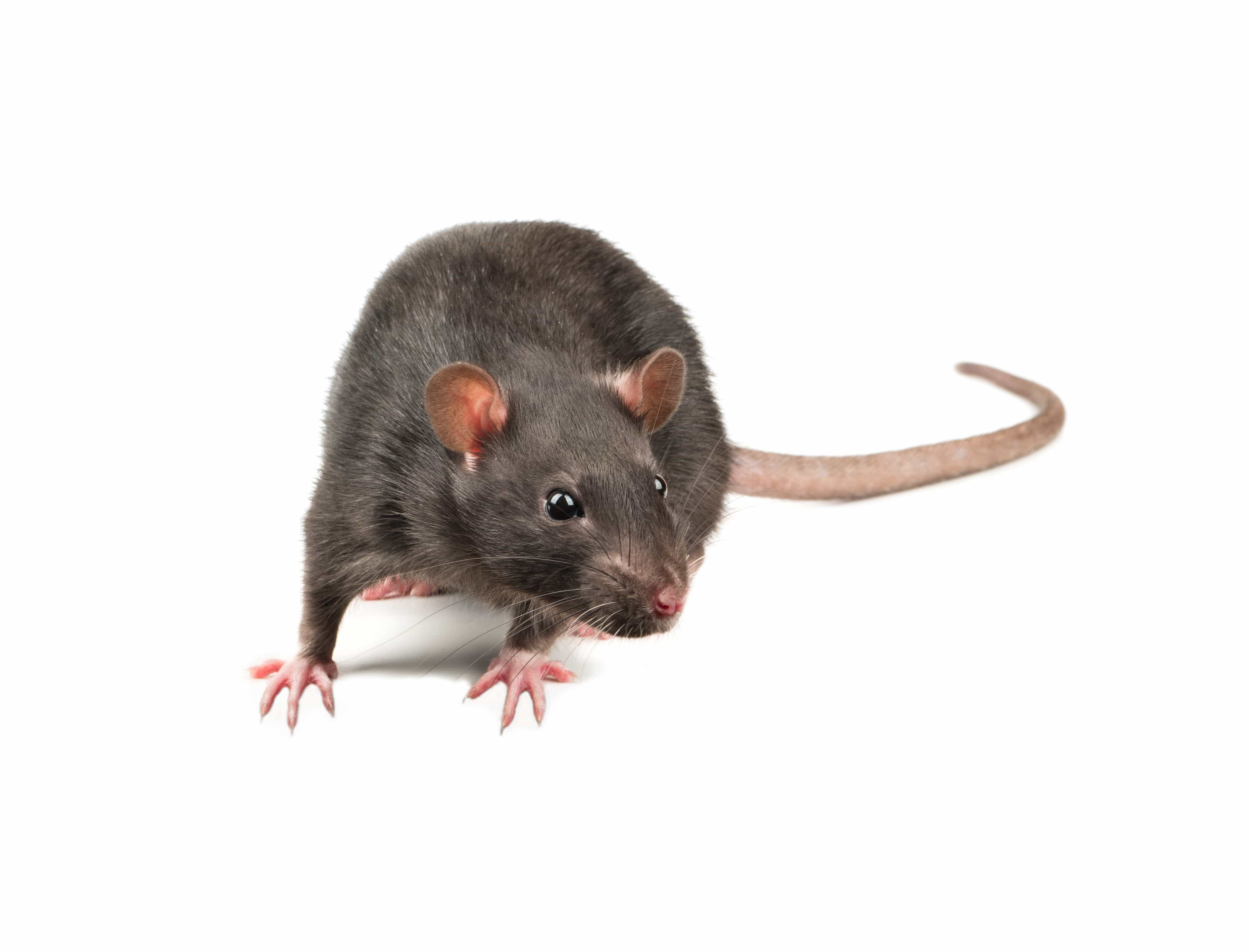 Fuzzy Acres Rodents - Frozen Rodents For Sale - Serving Zoos & Public