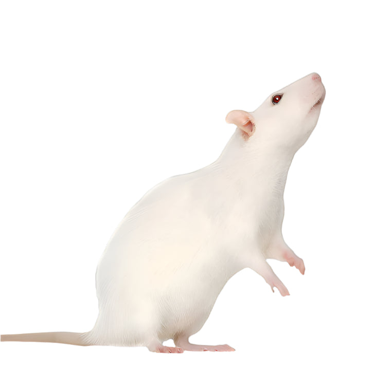 X Large Rats Extra-Large Rats (3 Per Bag) – Fuzzy Acres Rodents
