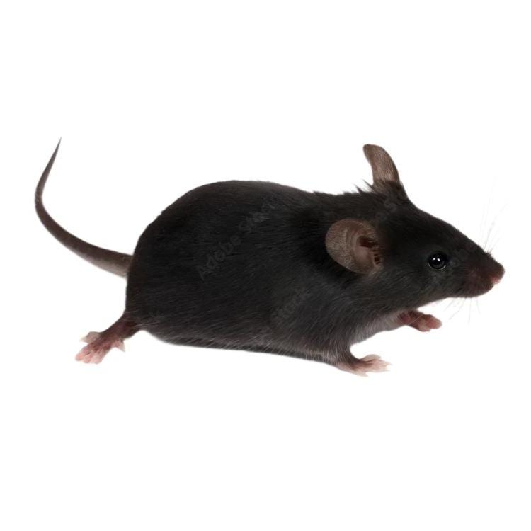 Fuzzy Acres Rodents Frozen mice Mice - Large - Dark (50 Per Bag)