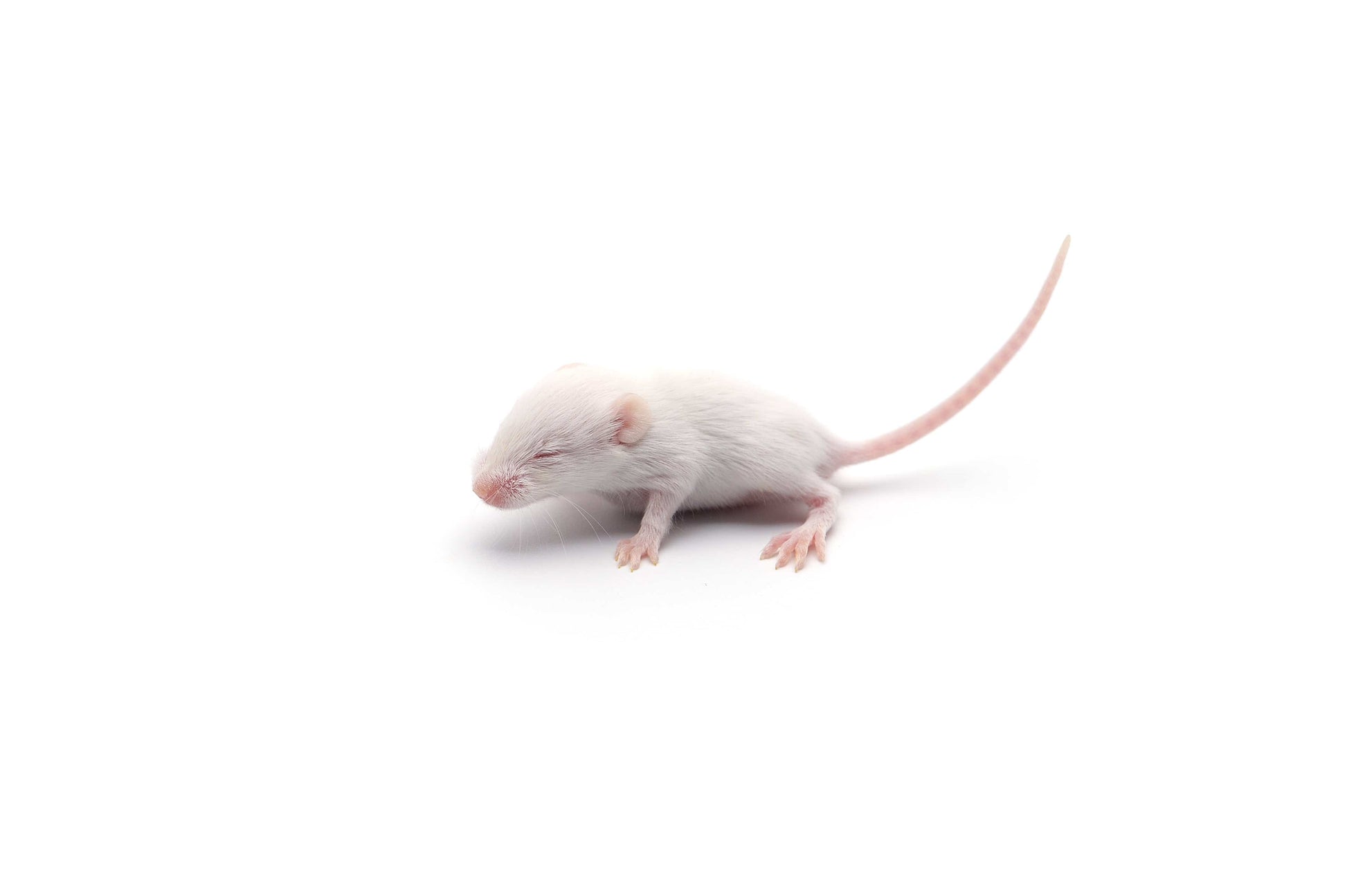 Fuzzy Acres Rodents Frozen Mice Mice - Large Fuzzy - White (100/bag)