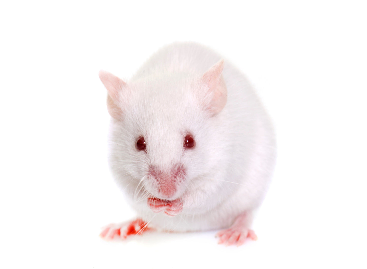 Fuzzy Acres Rodents Frozen mice Mice - Large - White (50 Per Bag)