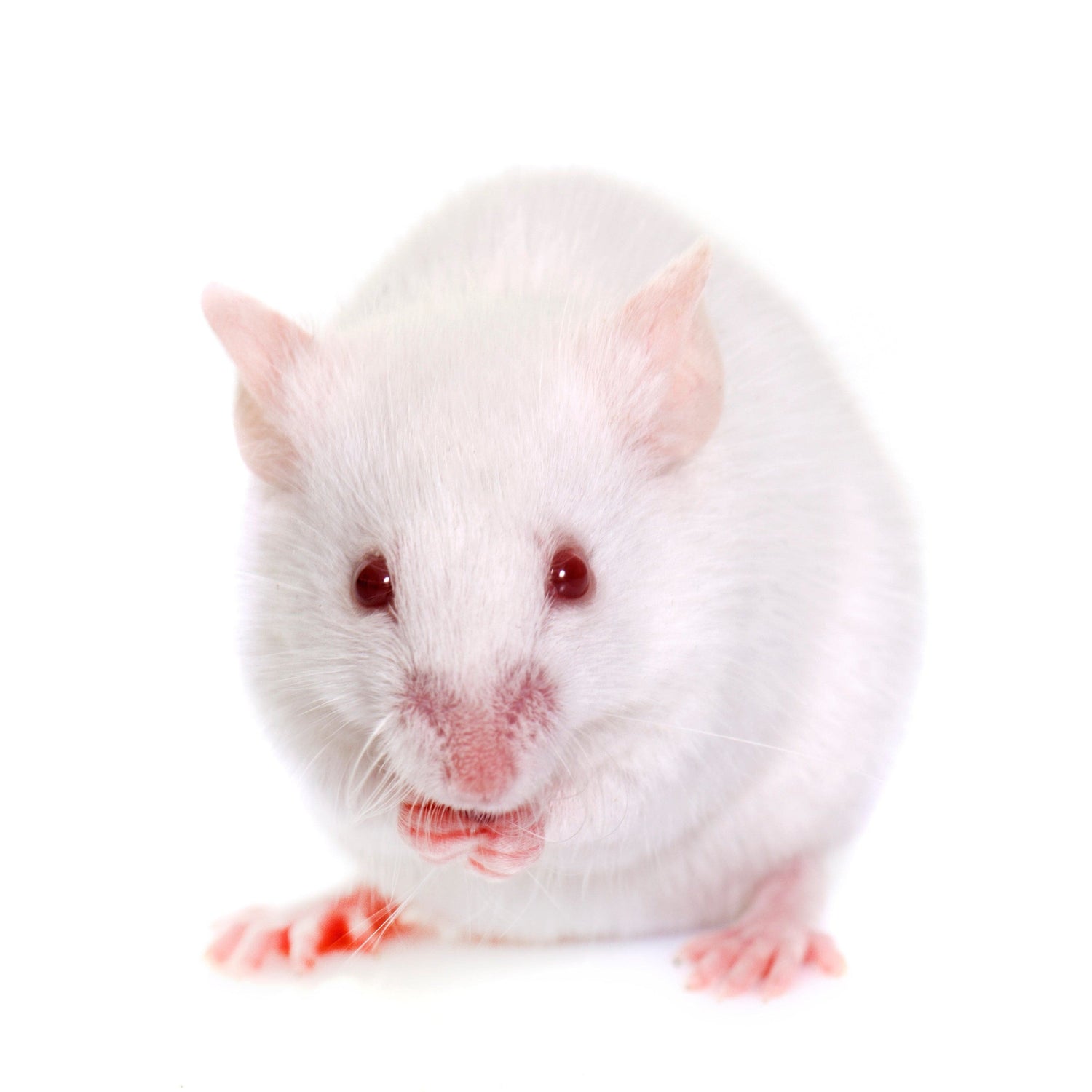 Fuzzy Acres Rodents Frozen mice Mice - Large - White (50 Per Bag)