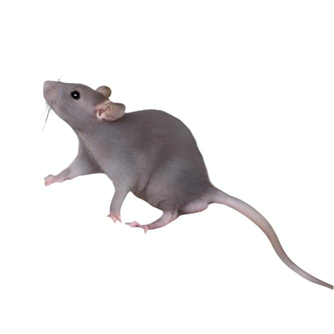 Meidem Rats Medium Rats (10 Per Bag) – Fuzzy Acres Rodents