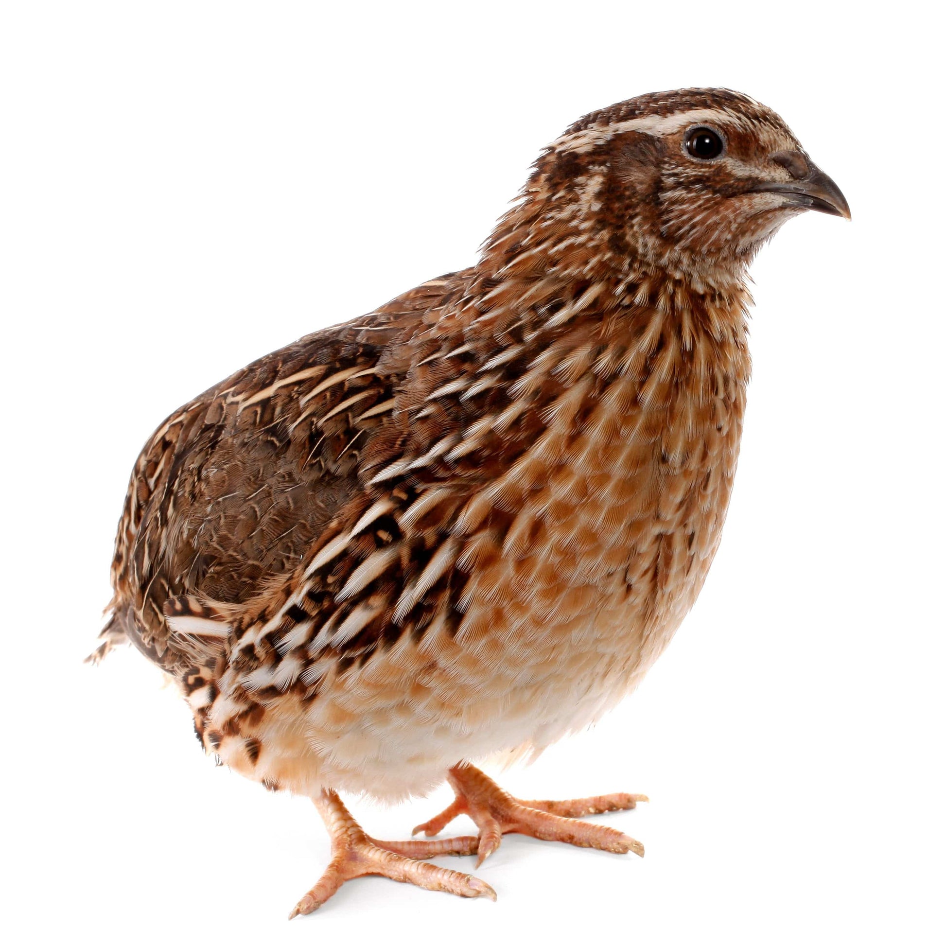 Fuzzy Acres Rodents Small Coturnix Quail (25 Per Bag)