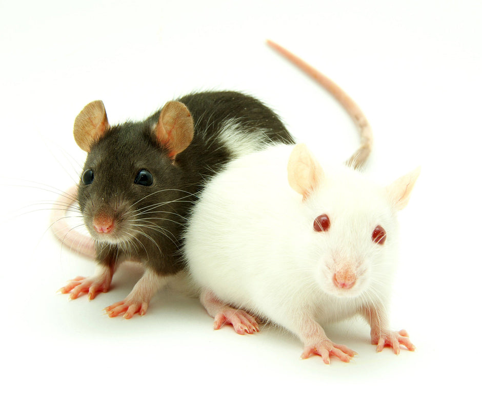 Micro Rats Rats – Fuzzy Acres Rodents