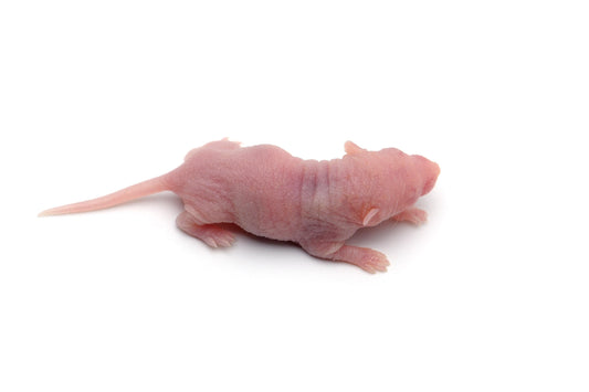 Fuzzy Acres Rodents White Large Pinky Mice (100 Per Bag)