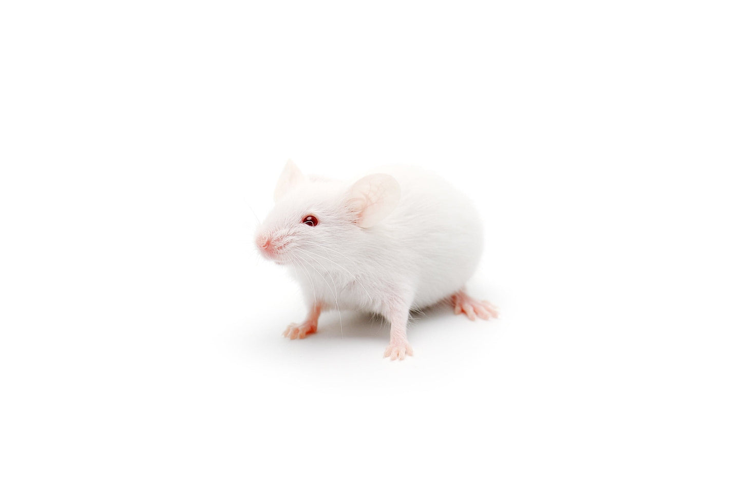 Fuzzy Acres Rodents White Medium Mice (50 Per Bag)