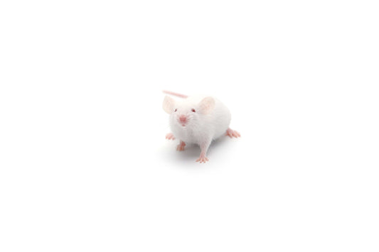 Fuzzy Acres Rodents White Small Mice (100 Per Bag)