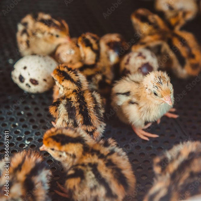 Fuzzy Acres Rodents XS Coturnix Quail (50 Per Bag)